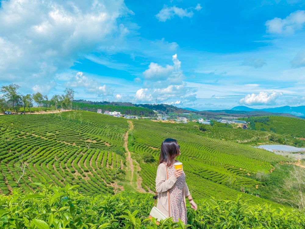 Đồi chè Cầu Đất 